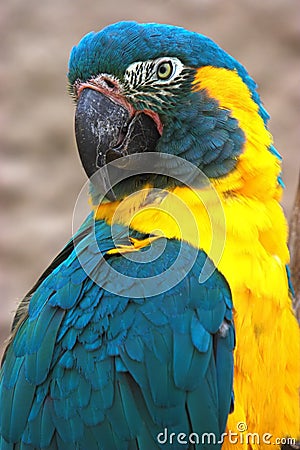 Blue throated macaw Stock Photo