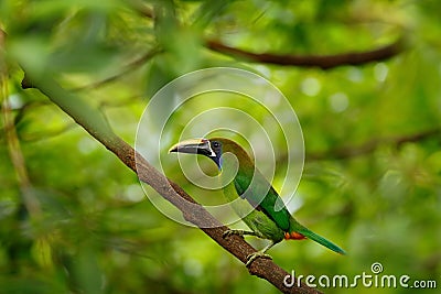 Blue-throated Toucanet, Aulacorhynchus caeruleogularis, green toucan bird in the nature habitat. Exotic animal in tropical forest, Stock Photo