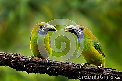 Blue-throated Toucanet, Aulacorhynchus caeruleogularis, green toucan in the nature habitat, mountains in Costa Rica. Wildlife Stock Photo