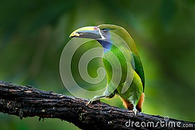 Blue-throated Toucanet, Aulacorhynchus caeruleogularis, green toucan in the nature habitat, mountains in Costa Rica. Wildlife Stock Photo