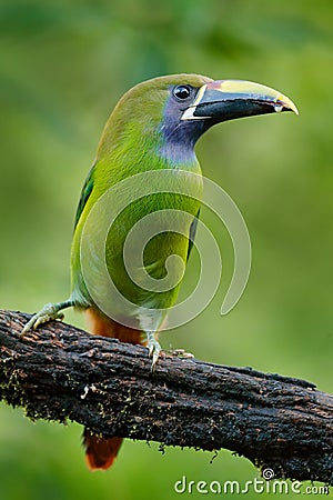 Blue-throated Toucanet, Aulacorhynchus prasinus, green toucan bird in the nature habitat, exotic animal in tropical forest, Mexico Stock Photo