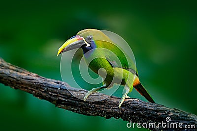 Blue-throated Toucanet, Aulacorhynchus prasinus, green toucan bird in the nature habitat, exotic animal in tropical forest, Mexico Stock Photo