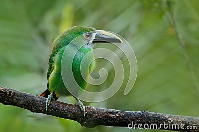 Blue-throated Toucanet, Aulacorhynchus prasinus, green toucan in the nature habitat, Colombia Stock Photo