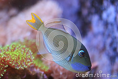 Blue-throated triggerfish Stock Photo