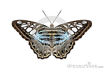 Blue tiger striped butterfly Stock Photo