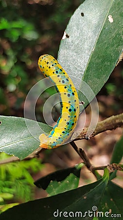 Blue tiger wild insect image. Stock Photo