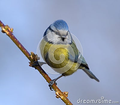 blue tit Stock Photo