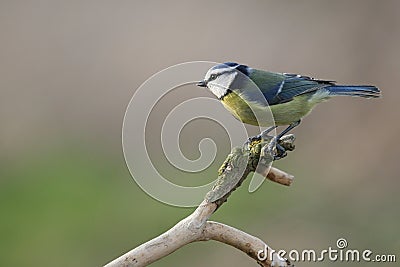 Blue Tit Stock Photo