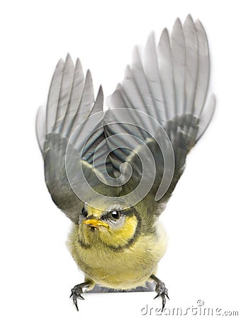 Blue Tit, 23 days old, flapping wings against Stock Photo