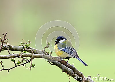 Blue Tit Stock Photo