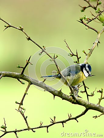 Blue Tit Stock Photo