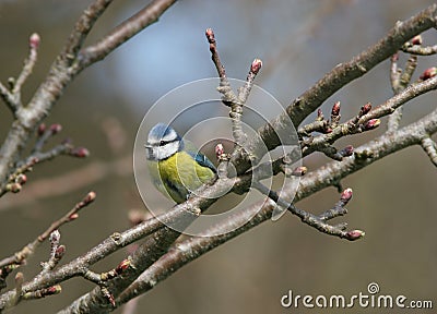 Blue Tit Stock Photo