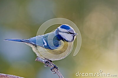 Blue Tit Stock Photo