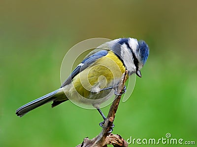 Blue tit Stock Photo