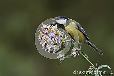 Blue tit Stock Photo