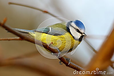 Blue tit bird Stock Photo