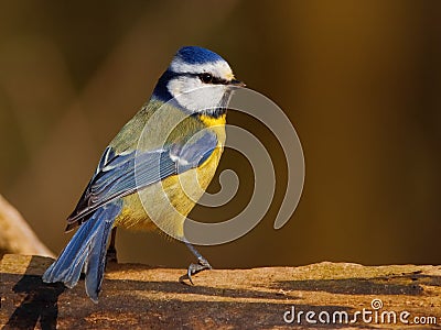 Blue tit bird Stock Photo