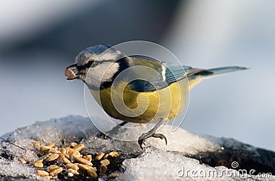 Blue tit bird eating seeds Stock Photo