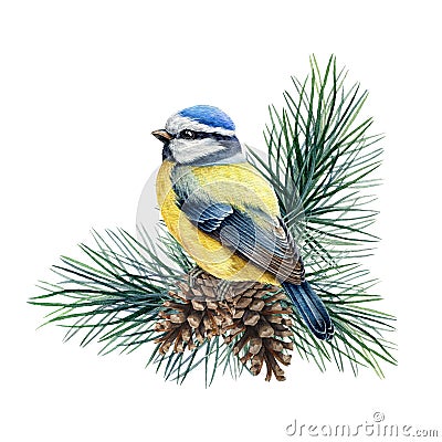 Blue tit bird on a pine branch watercolor illustration. Hand drawn cute titmouse with pine and cones. Small european Cartoon Illustration