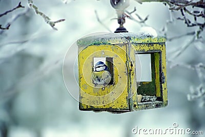 Blue tit in bird table Stock Photo