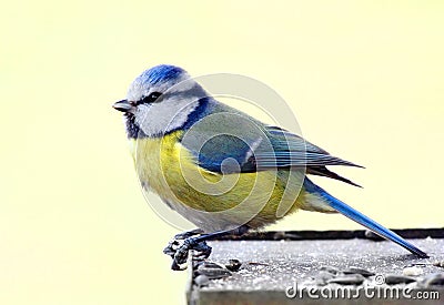 Blue tit in bird table Stock Photo