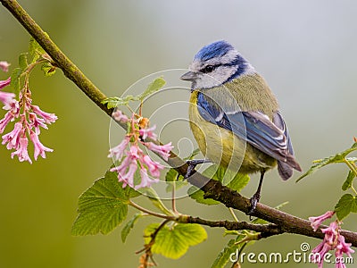 Blue tit blossom Stock Photo