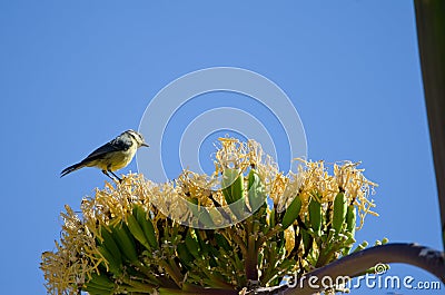 Blue tit on blossom of maguey Stock Photo