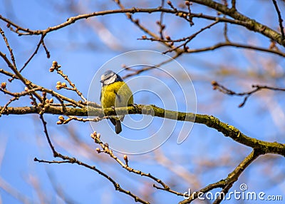 A blue tit on a branch Stock Photo