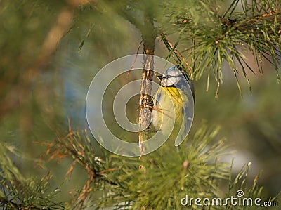 Blue tit Stock Photo