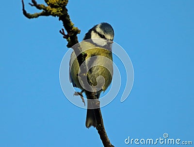 Blue tit clinging to hawthorn branch against blue sky background Stock Photo