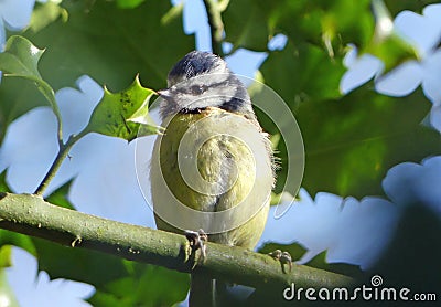 Blue tit close up in holly tree Stock Photo