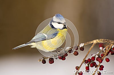 Blue tit (Cyanistes caeruleus) Stock Photo