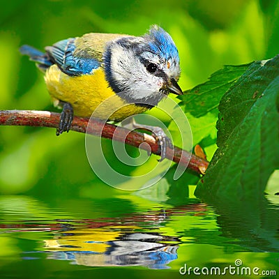 The Blue Tit (Cyanistes caeruleus). Stock Photo