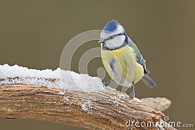 Blue tit (Cyanistes caeruleus) Stock Photo