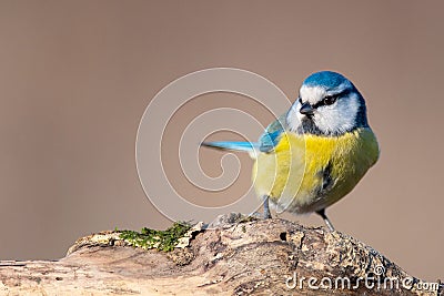 Blue tit, Cyanistes caeruleus, sitting on a stump Stock Photo