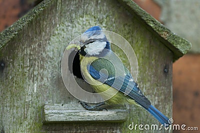 Blue Tit (Cyanistes caeruleus) Stock Photo