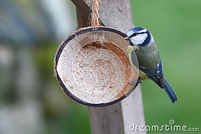 A blue tit feeding from half a coconut shell. Stock Photo