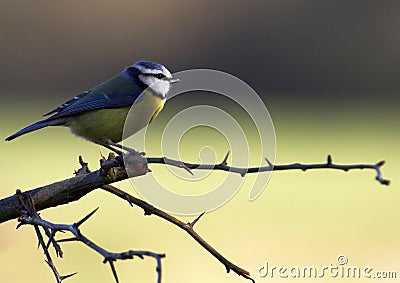 Blue-Tit on Hawthorn Stock Photo