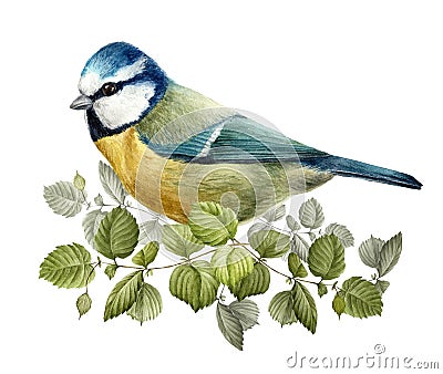 blue tit on hazel branch realistic watercolor Stock Photo