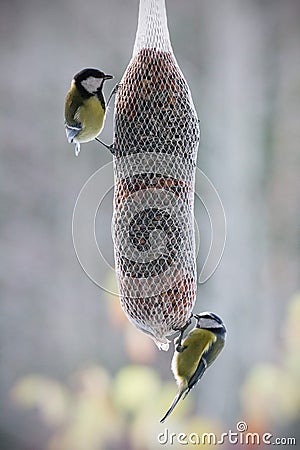 Blue tit, a.k.a. Cyanistes caeruleus and Great tit, a.k.a. Parus major Stock Photo