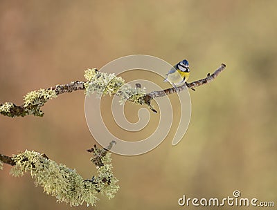 Blue Tit on liken branch Stock Photo