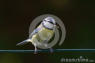 Blue tit Stock Photo