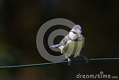 Blue tit Stock Photo