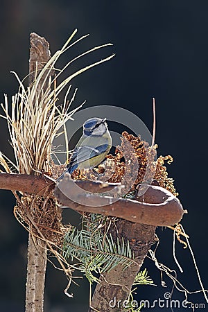 Blue tit in nest Stock Photo