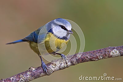 Blue tit, Parus caeruleus Stock Photo