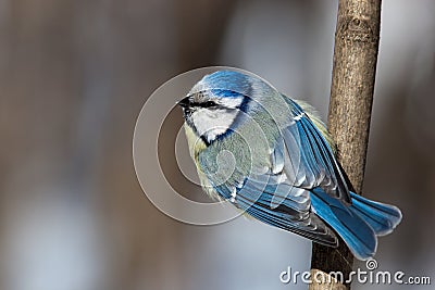 Blue tit, Parus caeruleus Stock Photo