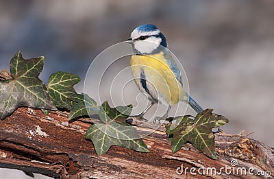 Blue tit (Parus caeruleus) Stock Photo