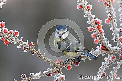 Blue tit, Parus caeruleus Stock Photo