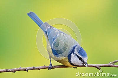 Blue tit, Parus caeruleus Stock Photo