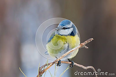 Blue tit perched on twig of pine Stock Photo